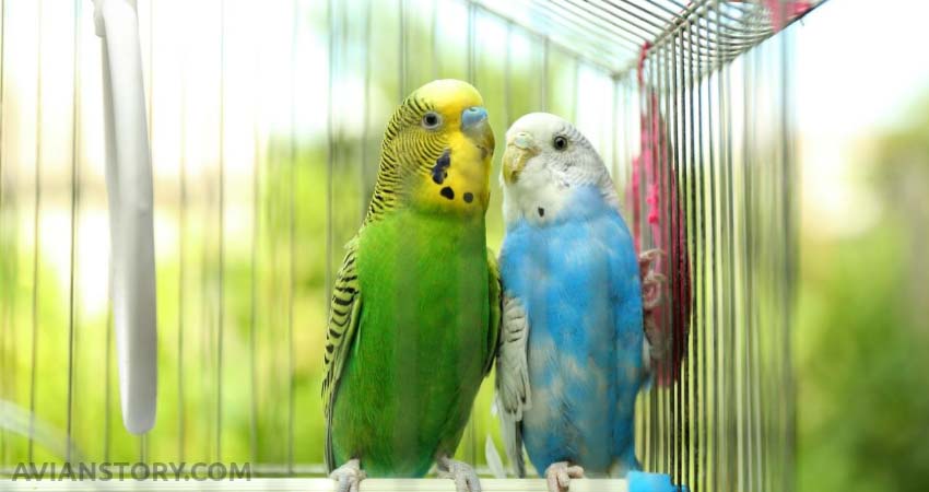 Do Budgies Need UV Light? (Benefits and Drawbacks) 1