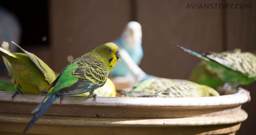 For How Long Should You Keep Budgies Under UV Light?