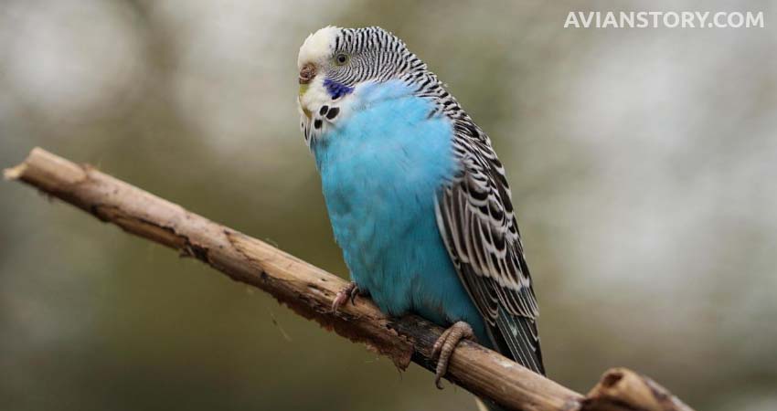 How Can You Get Your Budgies to Sleep with the TV on?