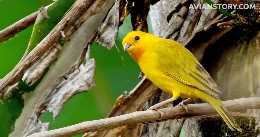 Similarities Between Parakeets and Canaries