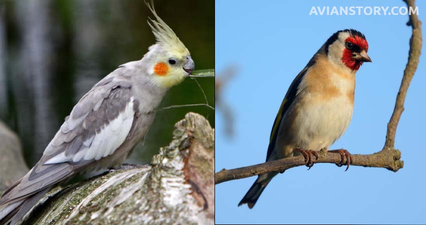 Introducing Cockatiels and Finches