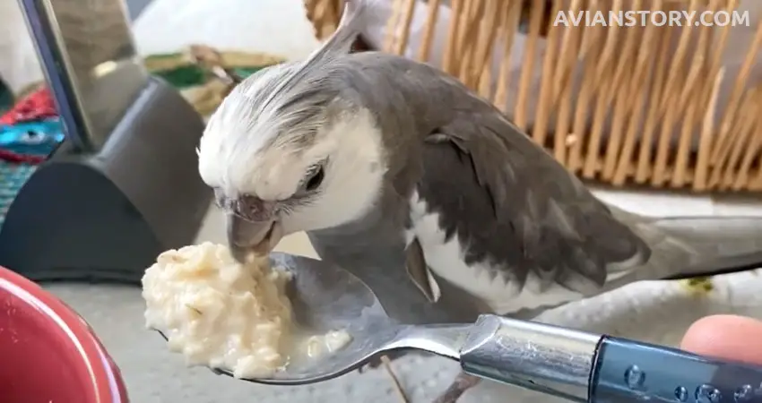 How Do You Prepare Oats For Cockatiels?