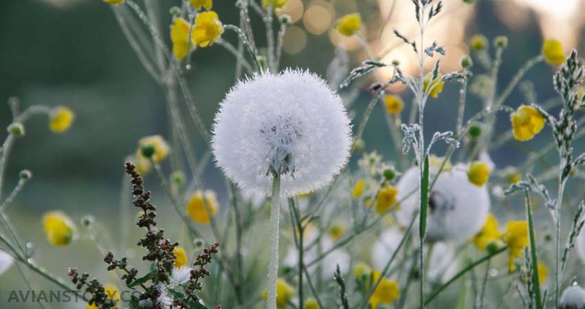 How Should You Feed Dandelions to Budgies?