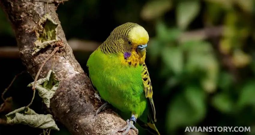 Ways to Keep Your Budgie Sharp