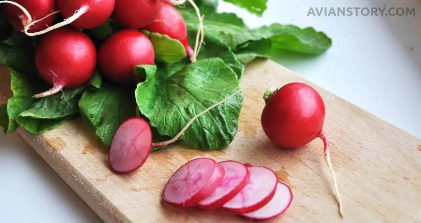 radishes for parakeets
