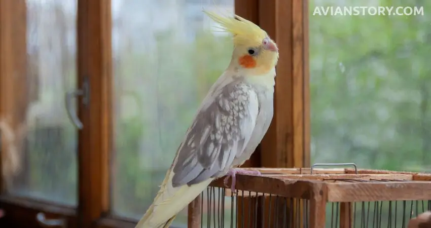 cockatiel