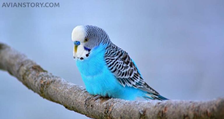 Do Parakeets Sleep With Their Eyes Open?