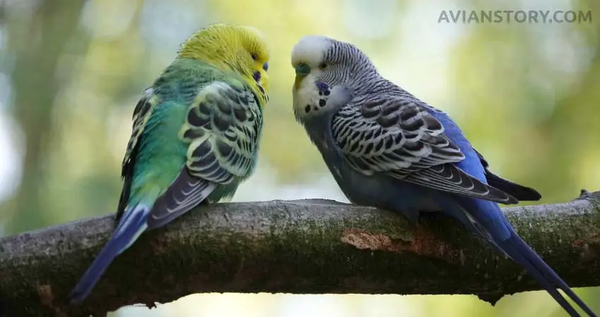 Are Budgies Smart?