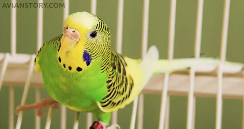 What Kind of Birds Are Parakeets?