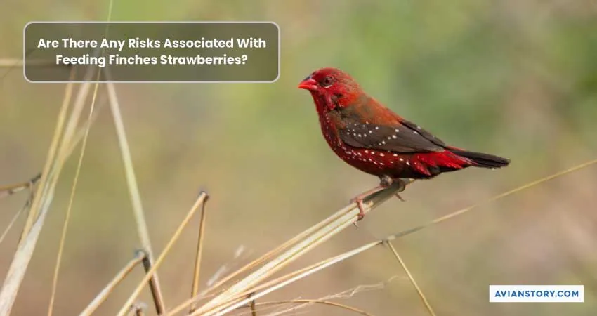 Can Finches Eat Strawberries? [Beneficial or Harmful?] 3