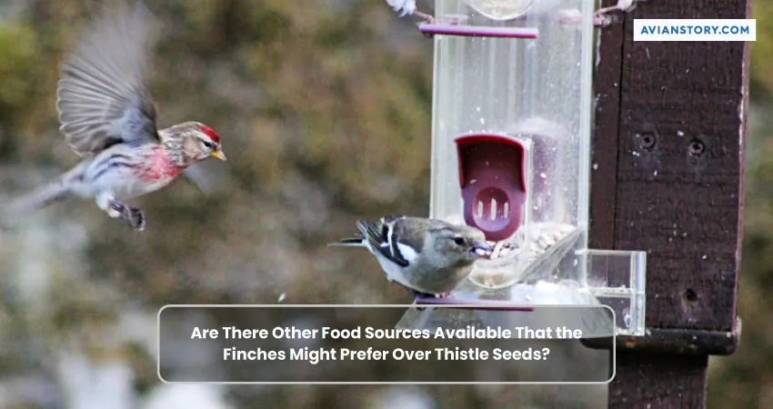 Finches Not Eating Thistle Seeds: An Insight 5
