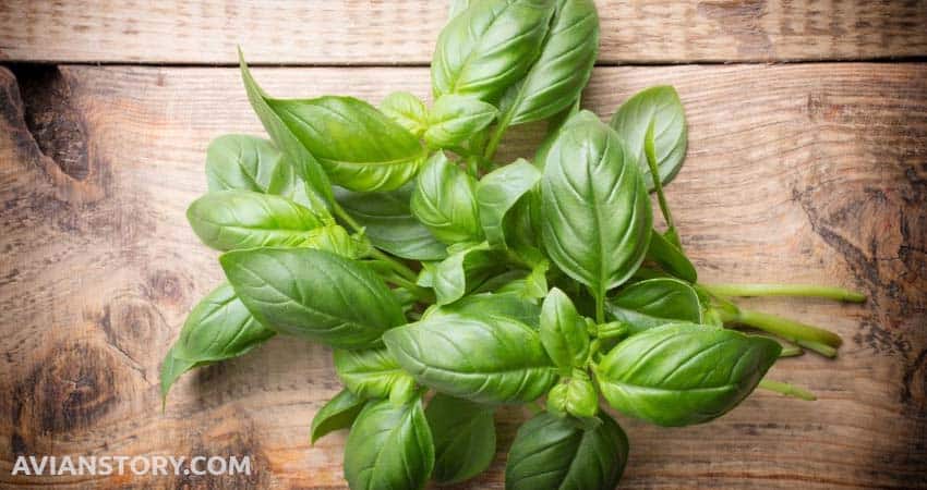 Basil leaves