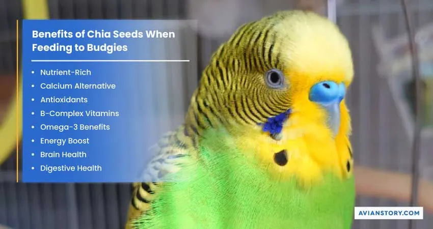 Can Budgies Eat Chia Seeds? (Benefits & How to Feed) 2