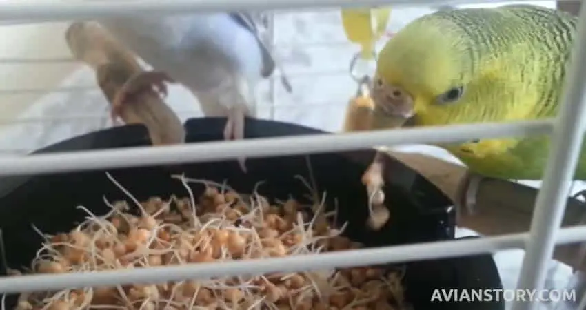 How to Feed Alfalfa Sprouts to Budgies