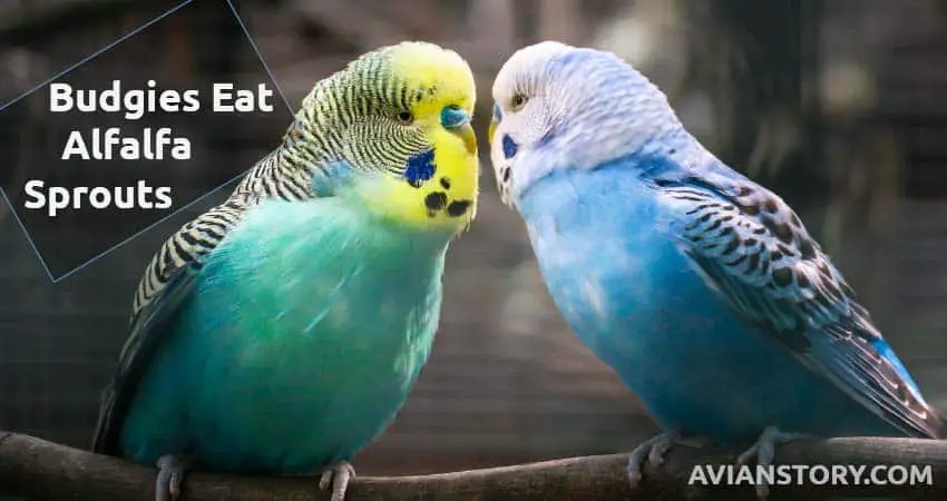 Can Budgies Eat Alfalfa Sprouts