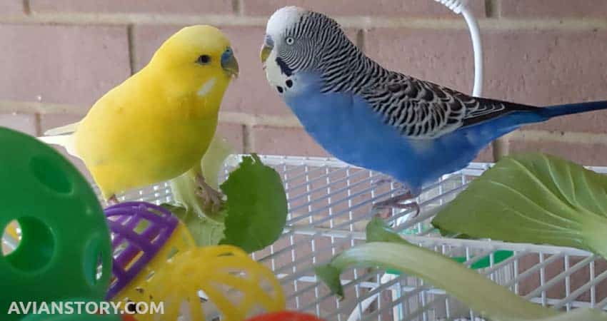 Budgies Eat Bok Choy