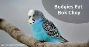 Can Budgies Eat Bok Choy?