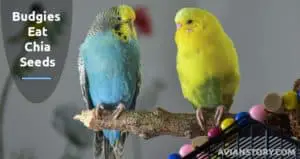 Can Budgies Eat Chia Seeds? (Answered!)
