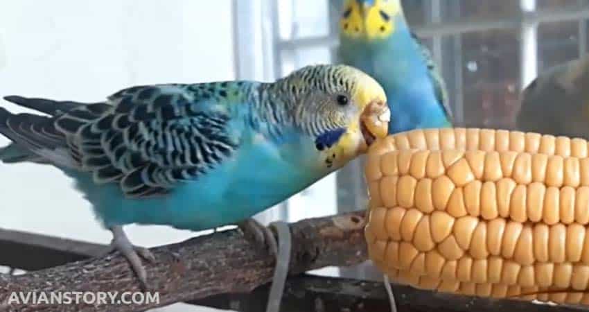 Budgie eat corn