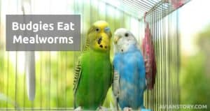 Can Budgies Eat Mealworms?