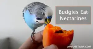 Can Budgies Eat Nectarines?