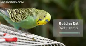 Can Budgies Eat Watercress? [Is Watercress Safe For Budgies?]