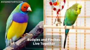 Can Budgies and Finches Live Together?