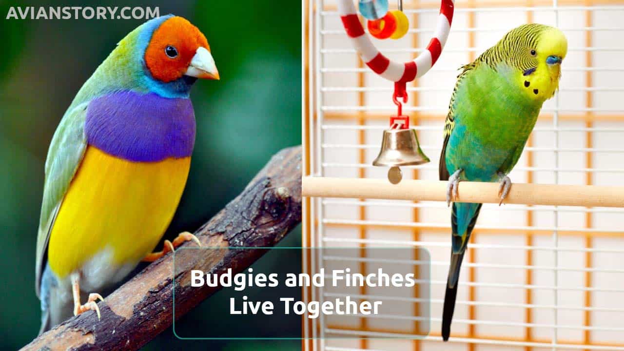 What Temperature Can Finches Live In at Patricia Buffum blog