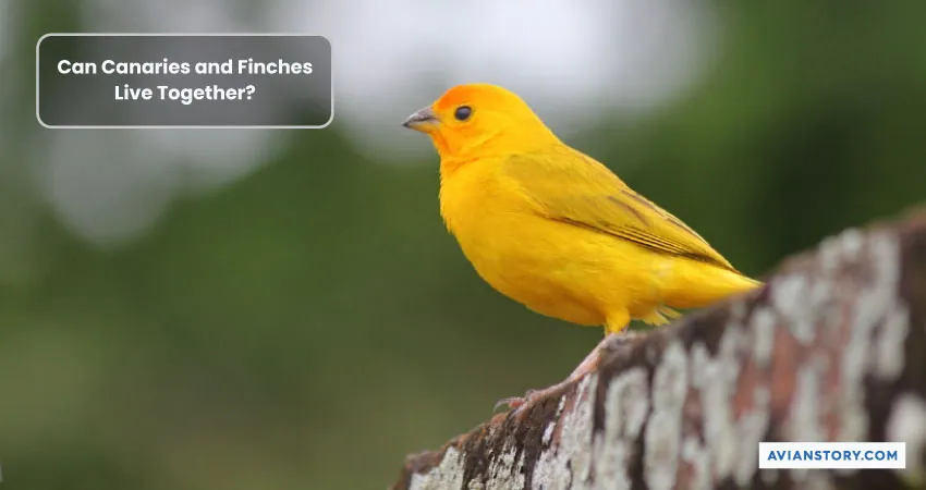 Can Canaries and Finches Live Together Peacefully? 1