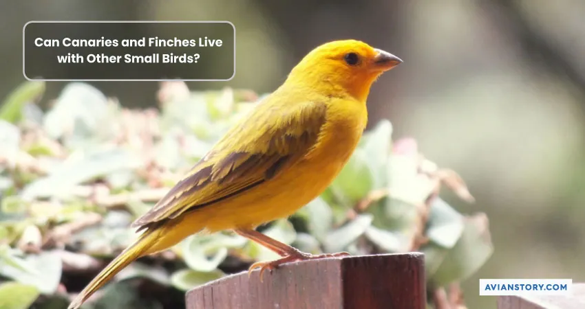 Can Canaries and Finches Live Together Peacefully? 3