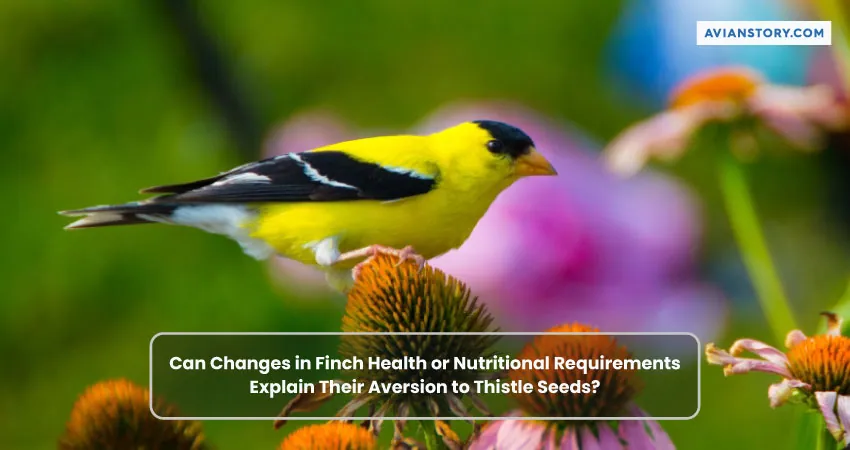 Finches Not Eating Thistle Seeds: An Insight 4