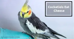 Can Cockatiels Eat Cheese? Is Cheese Bad or Good?