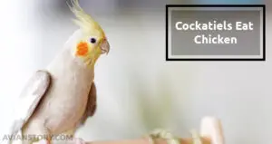 Can Cockatiels Eat Chicken? Let’s Find Out The Truth