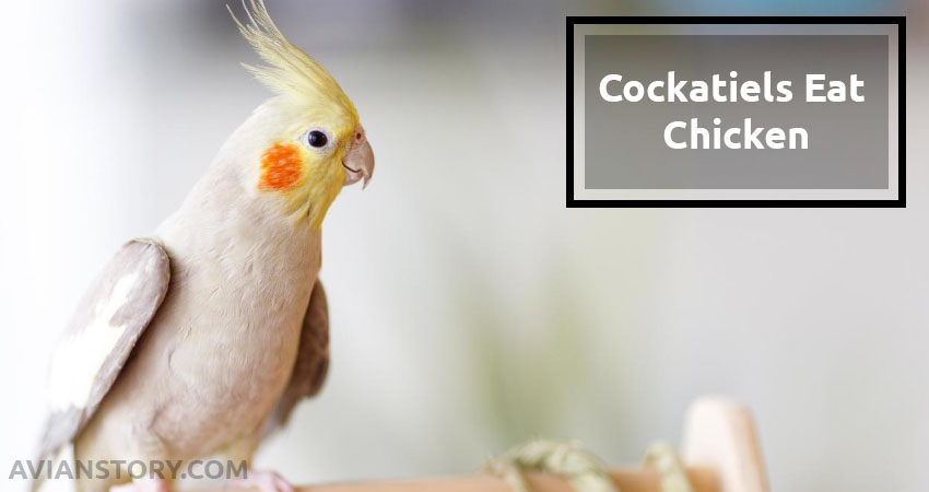 Can Cockatiels Eat Chicken? Let’s Find Out The Truth