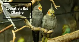 Can Cockatiels Eat Cilantro?[And Other Safe Herbs]