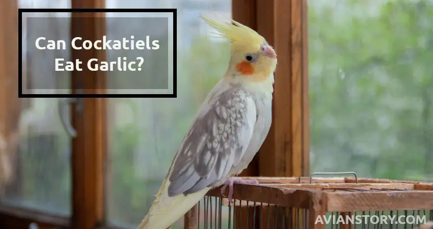 Can Cockatiels Eat Garlic? Is It Safe Or Not?