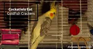 Can Cockatiels Eat Goldfish Crackers? Is it Good or Bad?