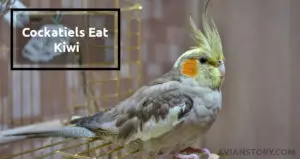 Can Cockatiels Eat Kiwi? An In-Depth Analysis