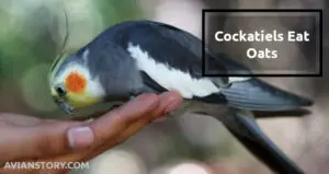 Can Cockatiels Eat Oats? What Are The Risks?