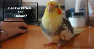 Can Cockatiels Eat Onions? What Are The Risks?