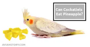 Can Cockatiels Eat Pineapple? Are There Any Risks?