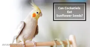 Can Cockatiels Eat Sunflower Seeds? What Is The Truth?