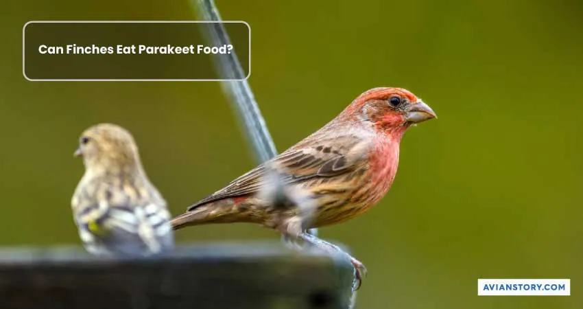 Can Finches Eat Parakeet Food? - Benefits & Precautions 2