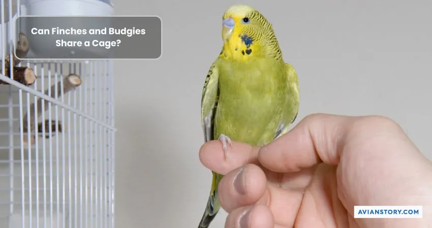 Can Budgies and Finches Live Together? 1