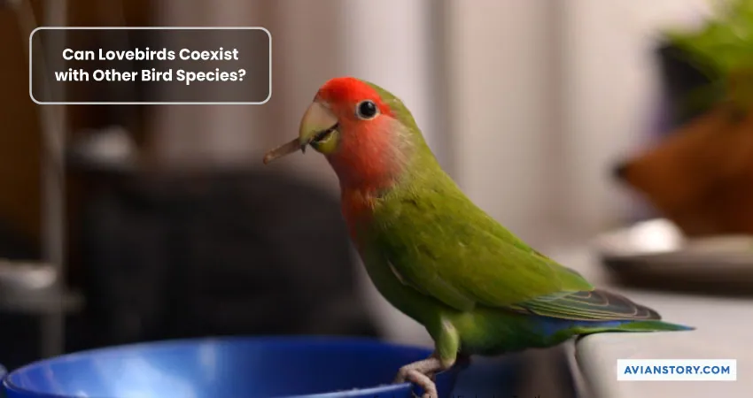 Can Lovebirds and Finches Live Together? [In the Same Cage!] 3