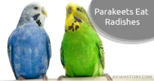 Can Parakeets Eat Radishes?