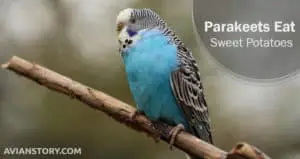 Can Parakeets Eat Sweet Potatoes?