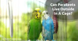 Can Parakeets Live Outside In A Cage?