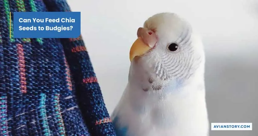 Can Budgies Eat Chia Seeds? (Benefits & How to Feed) 1