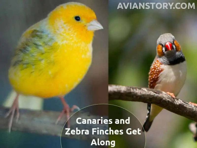 Canaries and Zebra Finches Get Along